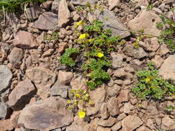 Image of sparseleaf cinquefoil