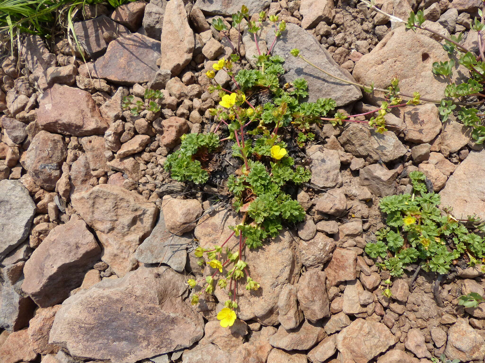 Image of sparseleaf cinquefoil