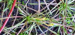 صورة <i>Stylidium subulatum</i>