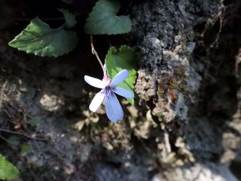 Imagem de Viola formosana Hayata