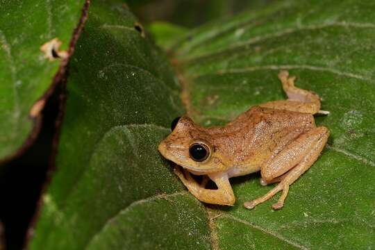 Image of Pristimantis eugeniae (Lynch & Duellman 1997)