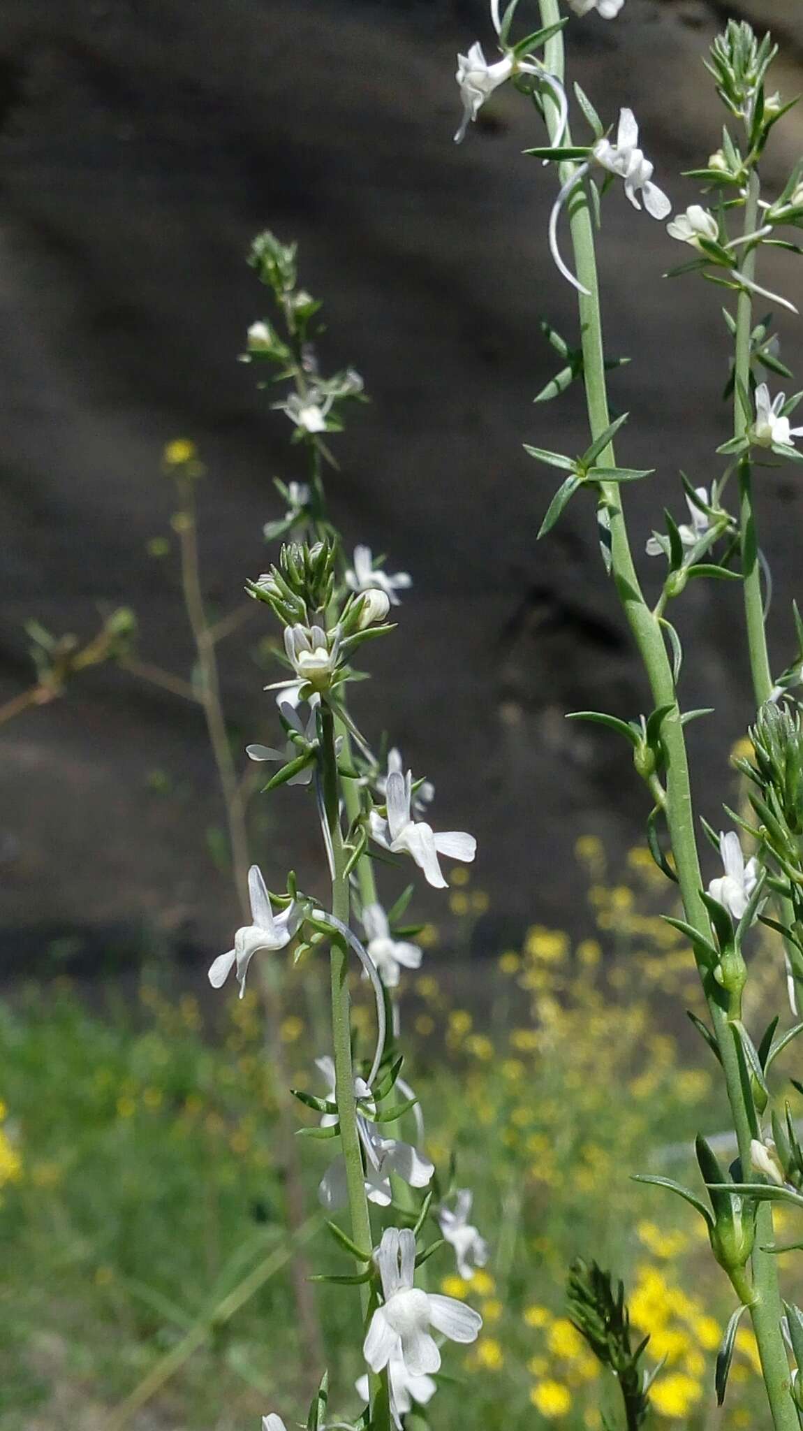 Image de Linaria chalepensis (L.) Mill.