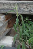 Image of California nettle