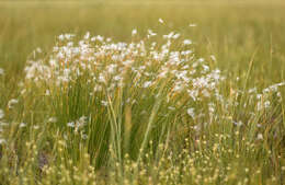 Image of alpine bulrush