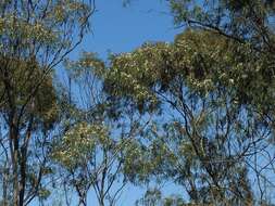 Image of river peppermint gum