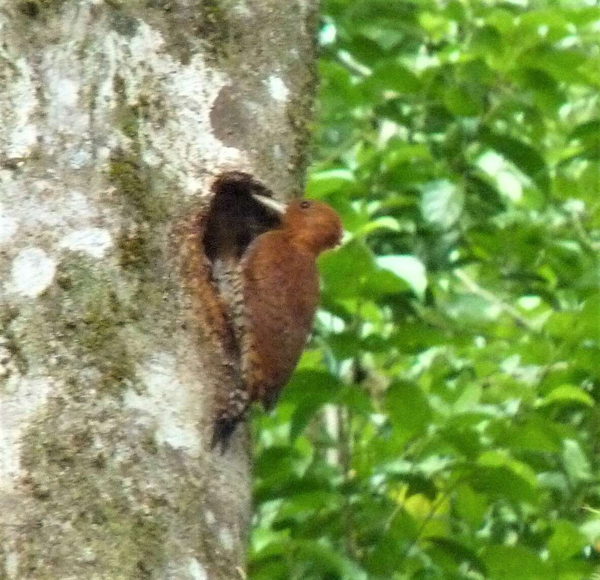 Image of Cinnamon Woodpecker