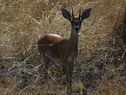 Image of Steenbok