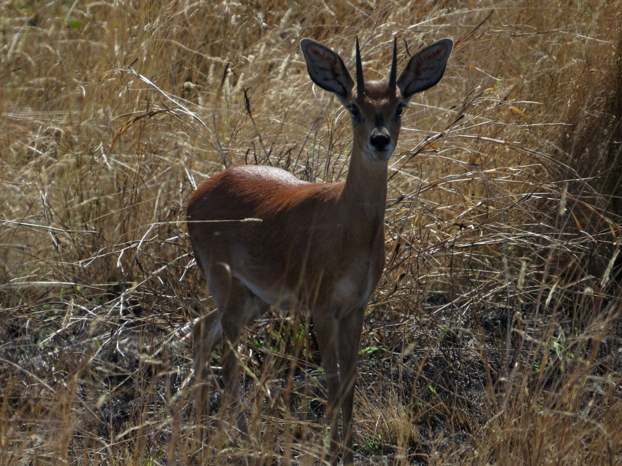 Image of Steenbok