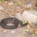 Image of Thamnophis validus validus (Kennicott 1860)