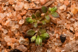 Image de Polycarpon tetraphyllum subsp. depressum (Nutt.) Iamonico