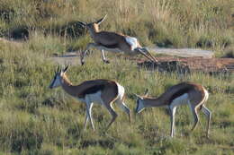 Image of Black Springbok