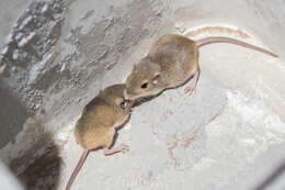 Image of Merriam's pocket mouse