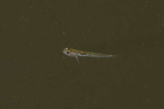 Image of Glass goby