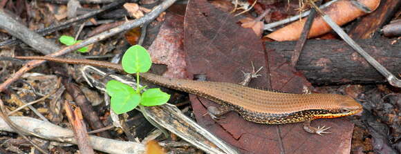 Image de Eutropis macularia (Blyth 1853)