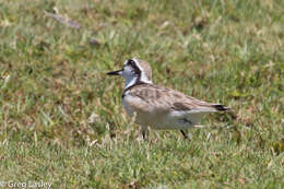 Charadrius thoracicus (Richmond 1896) resmi