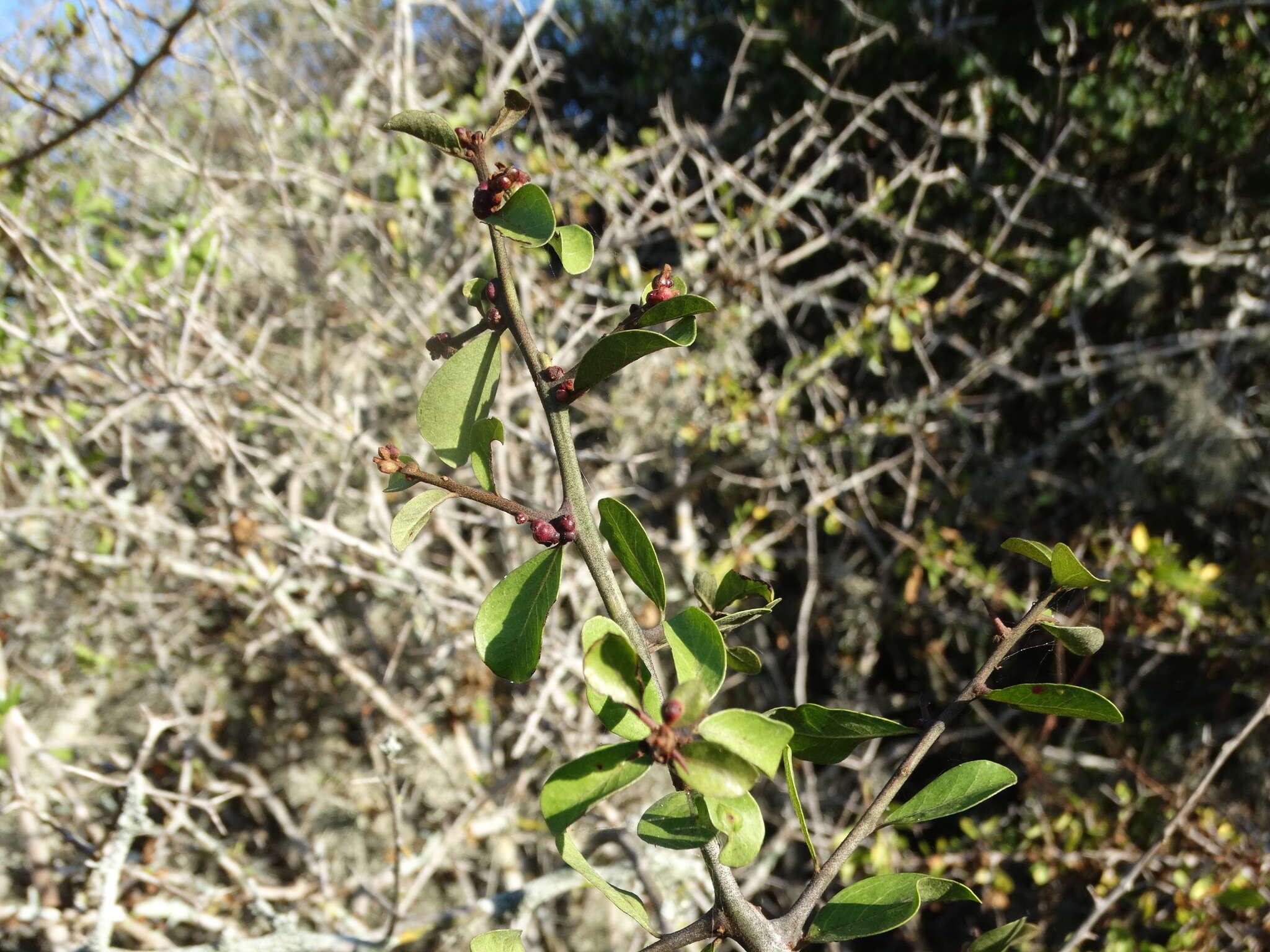 Image of Condalia mexicana Schltdl.