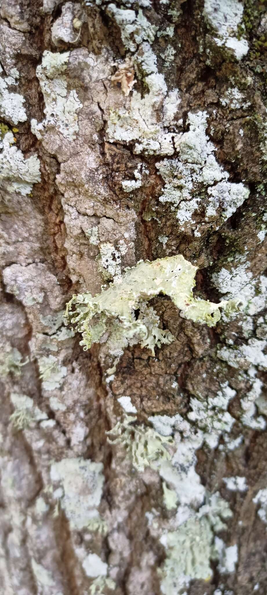 Image of cartilage lichen