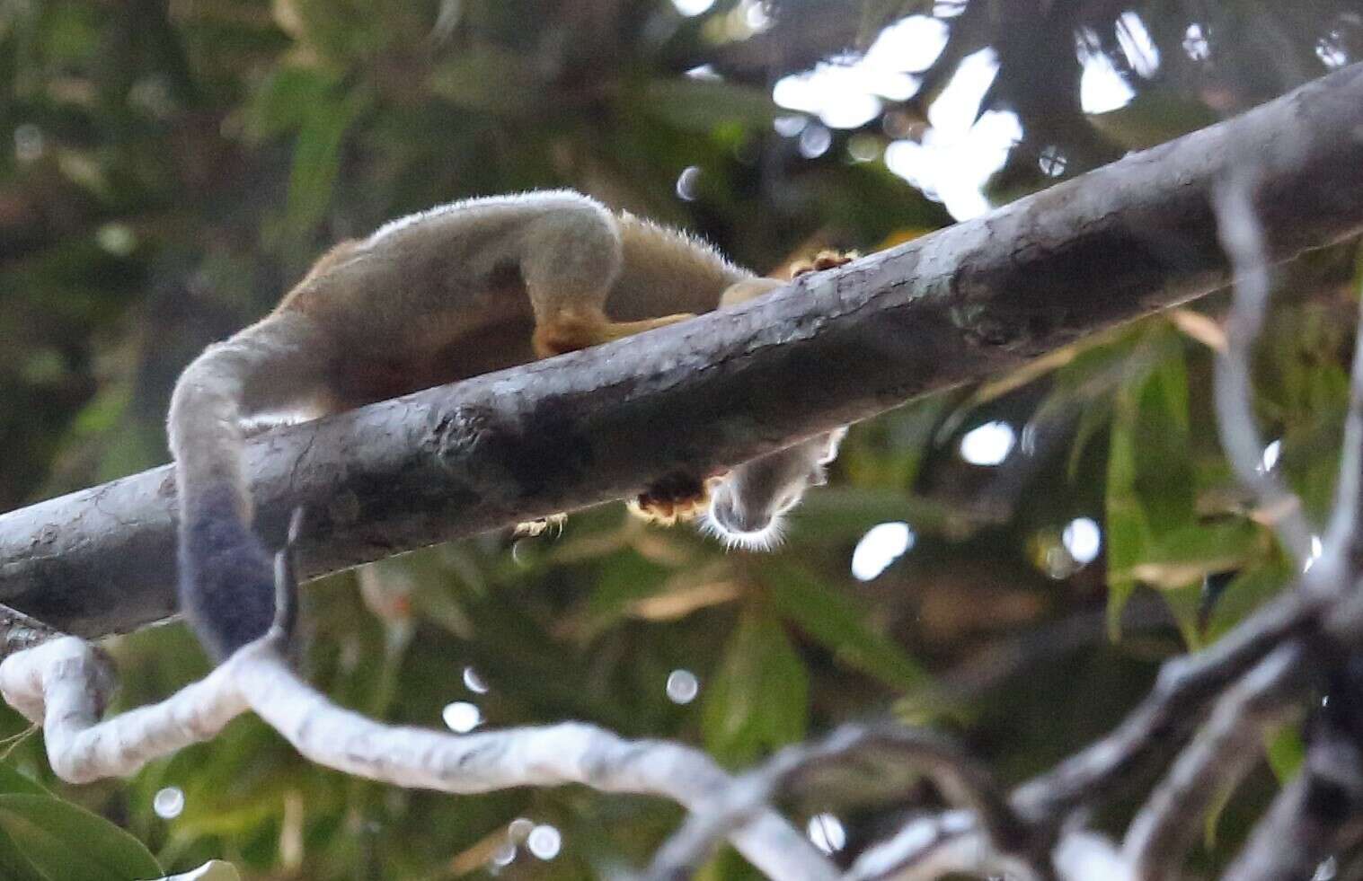 Image of Bare-eared Squirrel Monkey