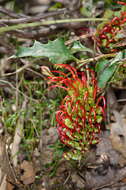 Plancia ëd Grevillea steiglitziana N. A. Wakefield