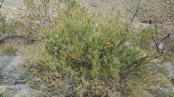 Image of desert baccharis