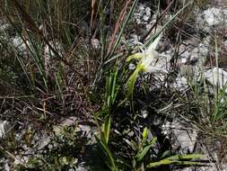 Image of Angraecum protensum Schltr.