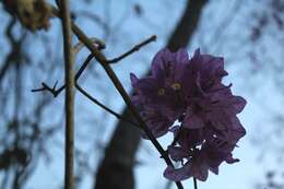 Image of paperflower