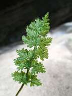 Image of Appalachian Fern