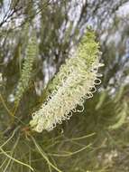 Image of Grevillea pterosperma F. Müll.