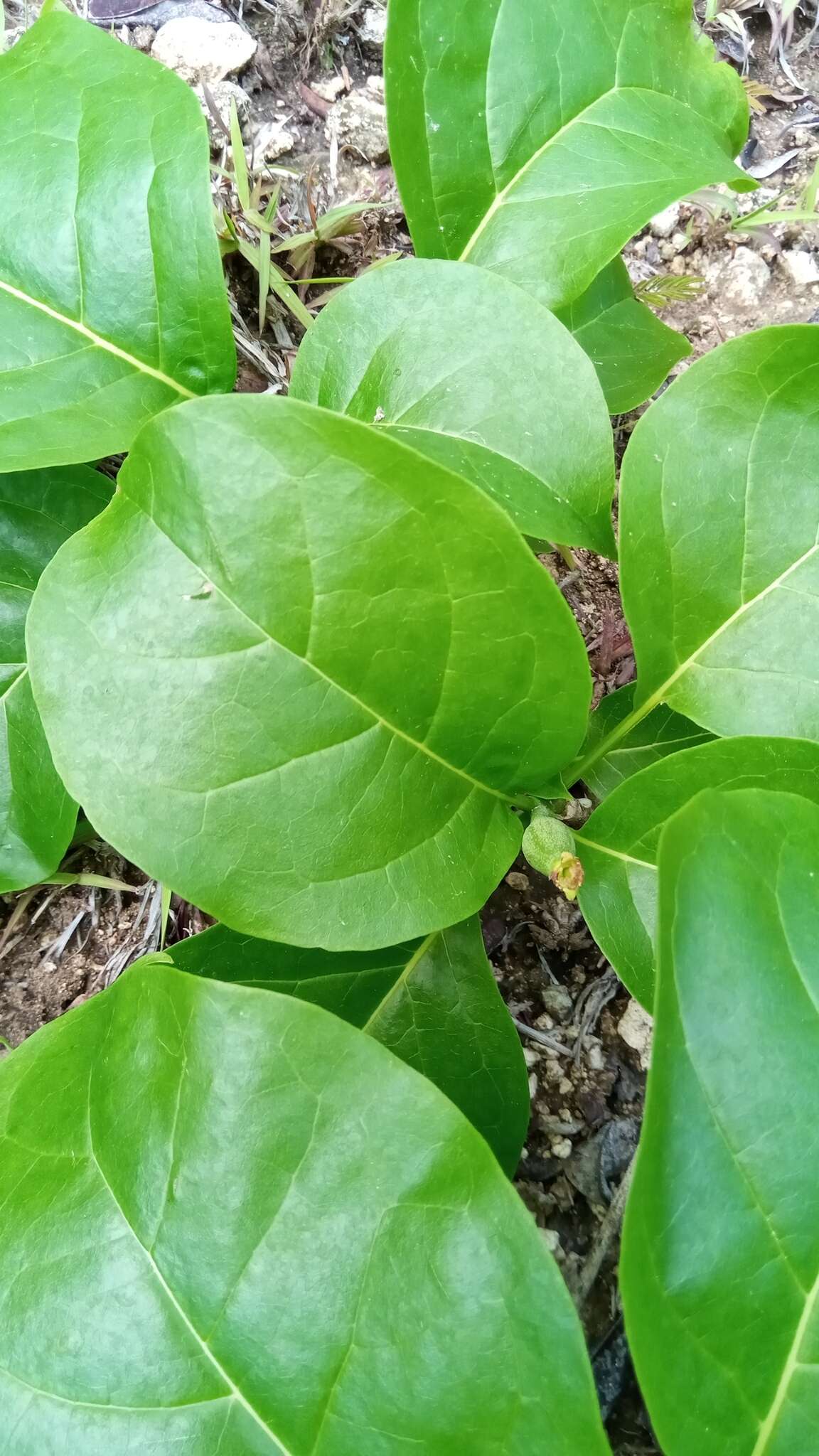 Image of Grevea madagascariensis Baill.