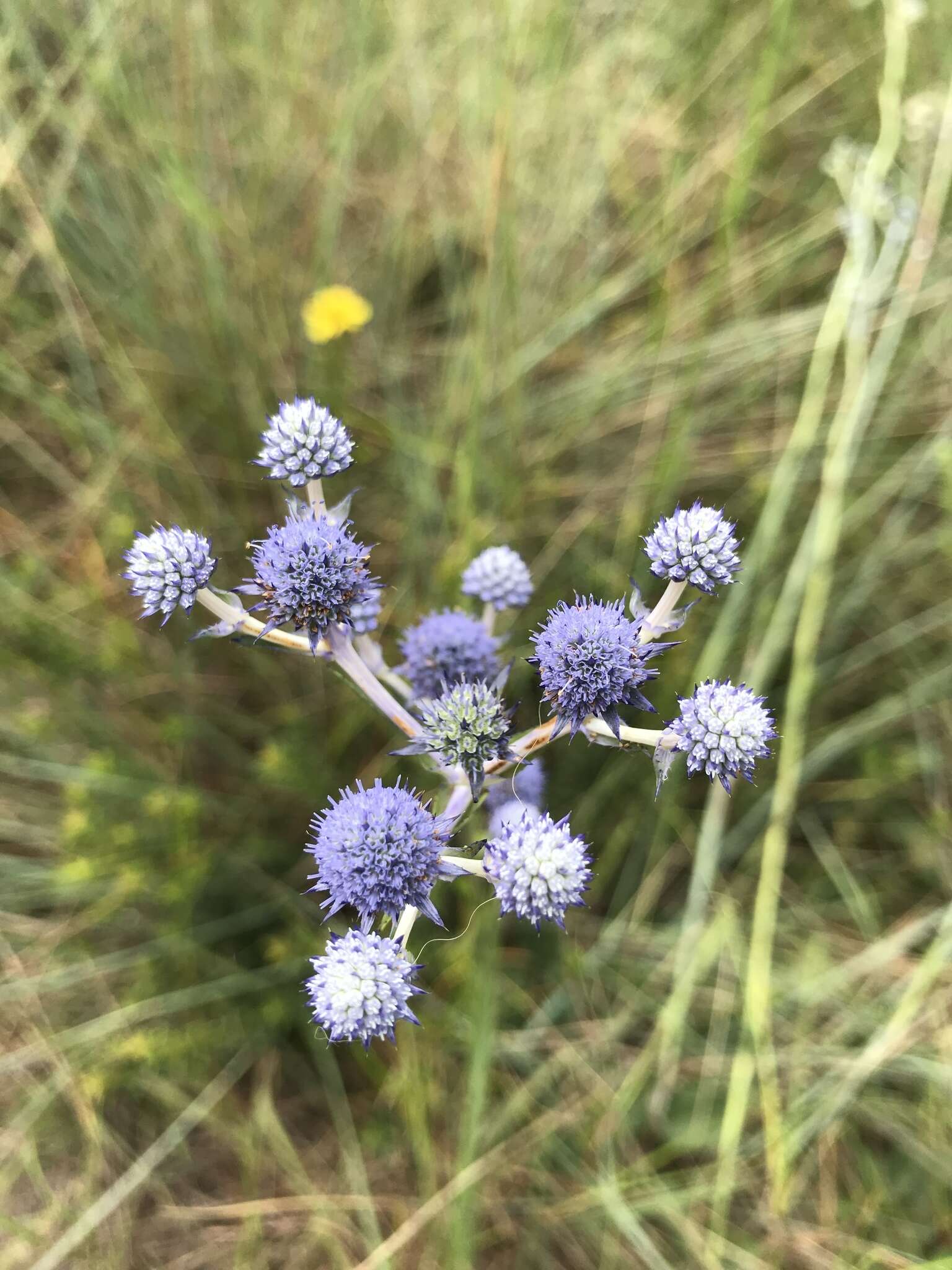 Eryngium junceum Cham. & Schltdl. resmi