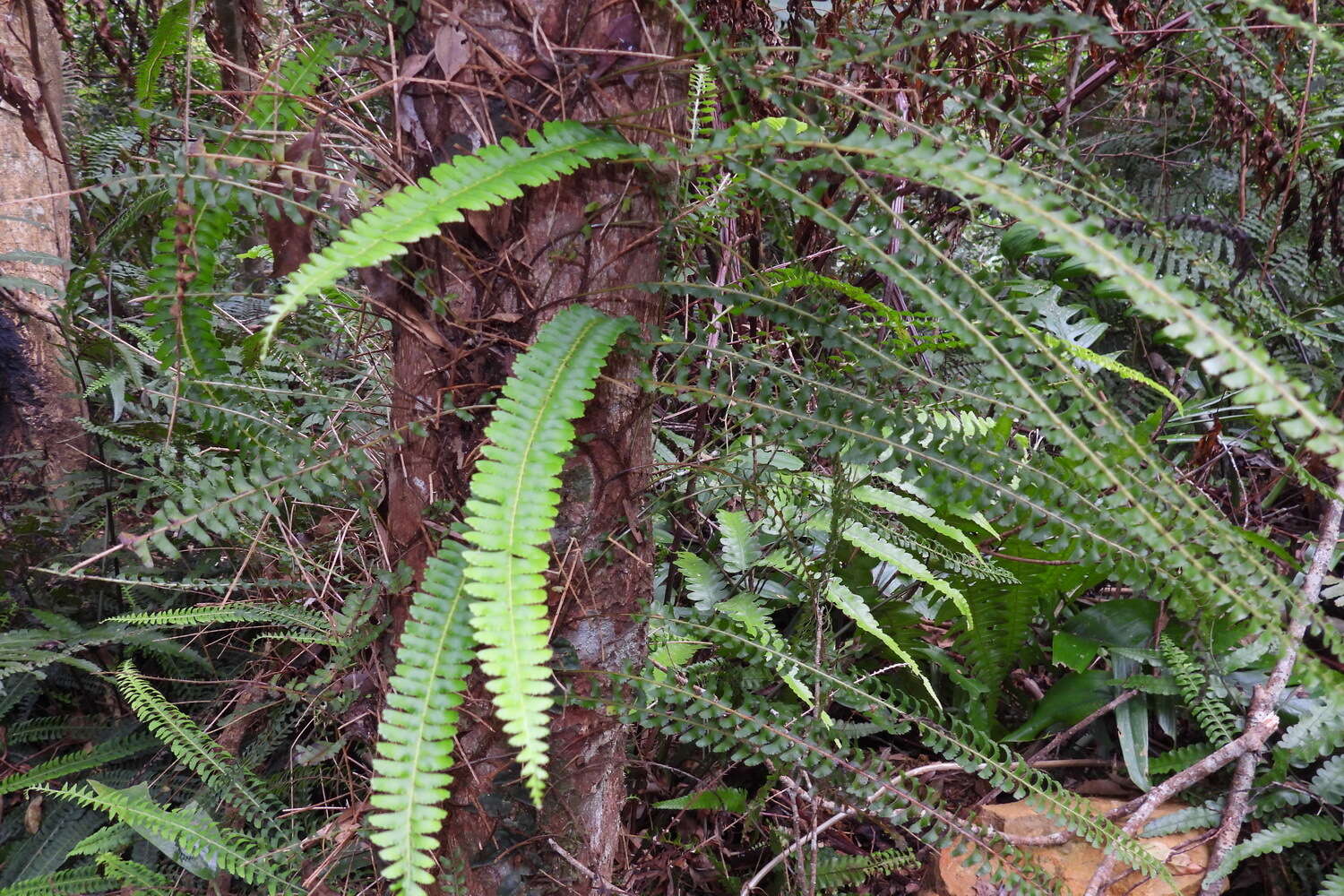 Image of Lindsaea merrillii Copel.