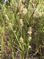 Image of Nuttall's milkwort