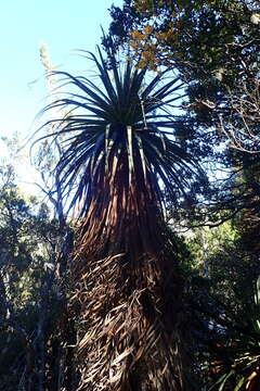 Sivun Richea pandanifolia Hook. fil. kuva