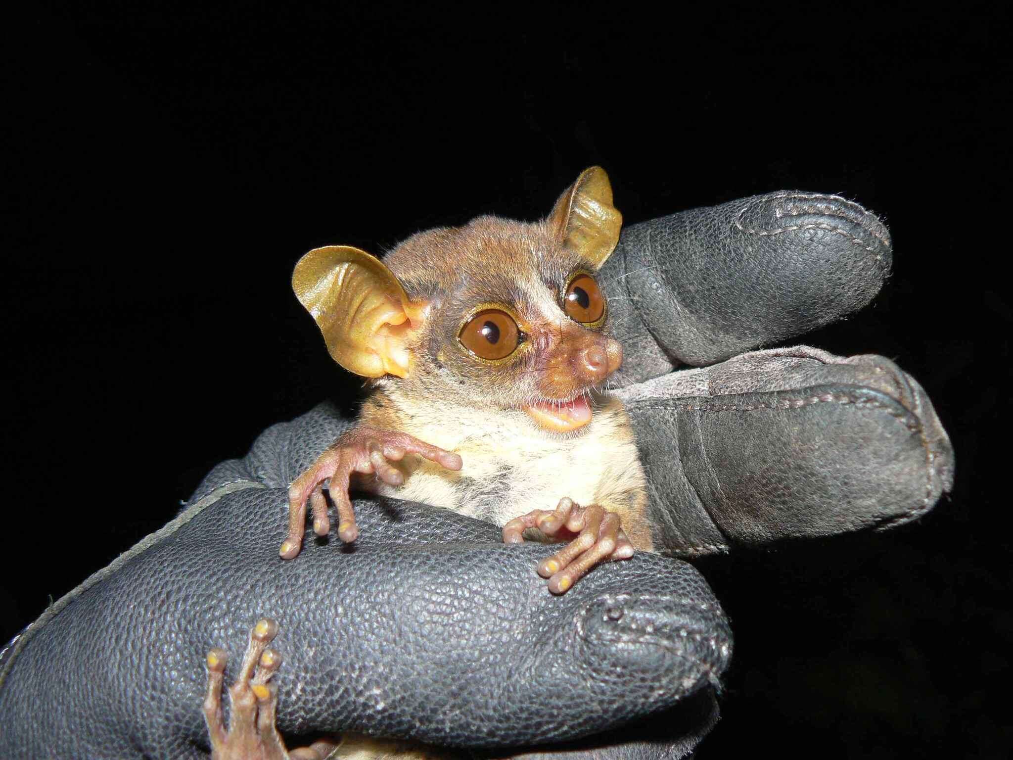 Image of Demidoff’s dwarf galago