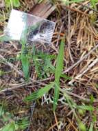 Слика од Moehringia macrophylla (Hook.) Fenzl