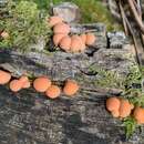 Image of Lycogala epidendrum terrestre (Fr.) Y. Yamam. 1998