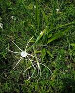 Image of Punta Gorden Spider-Lily