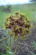 Image of Asclepias macropus (Schltr.) Schltr.