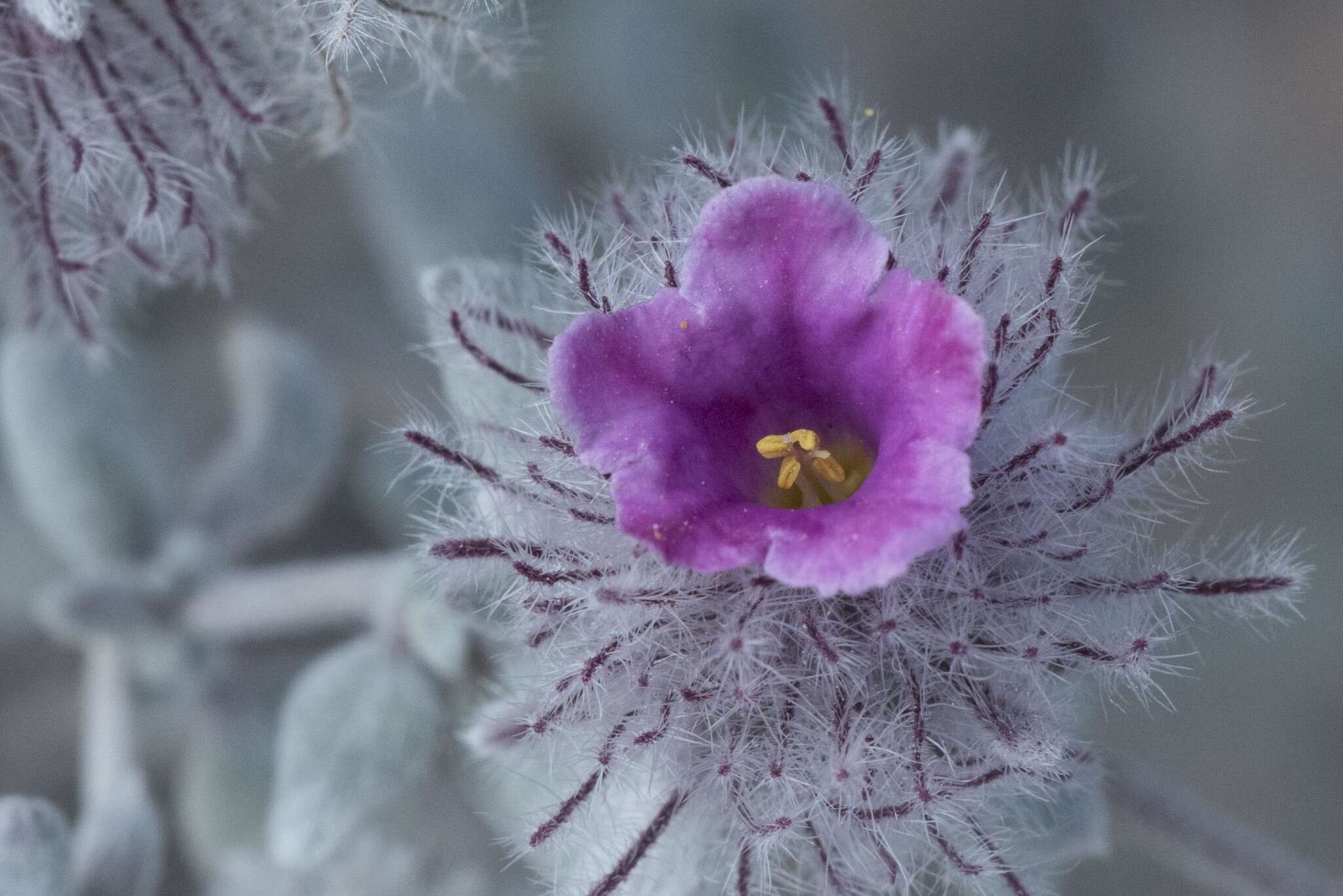 Image of plumed crinklemat