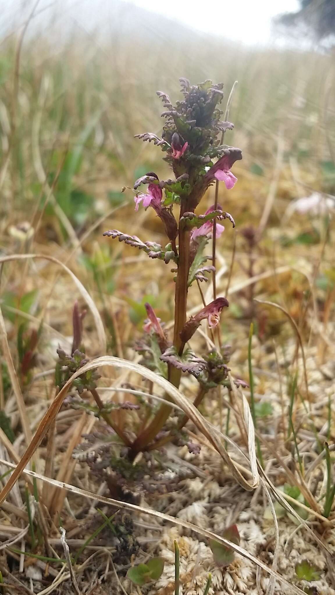 Image of Small-Flower Lousewort