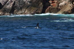 Image of Brewster's Brown Booby