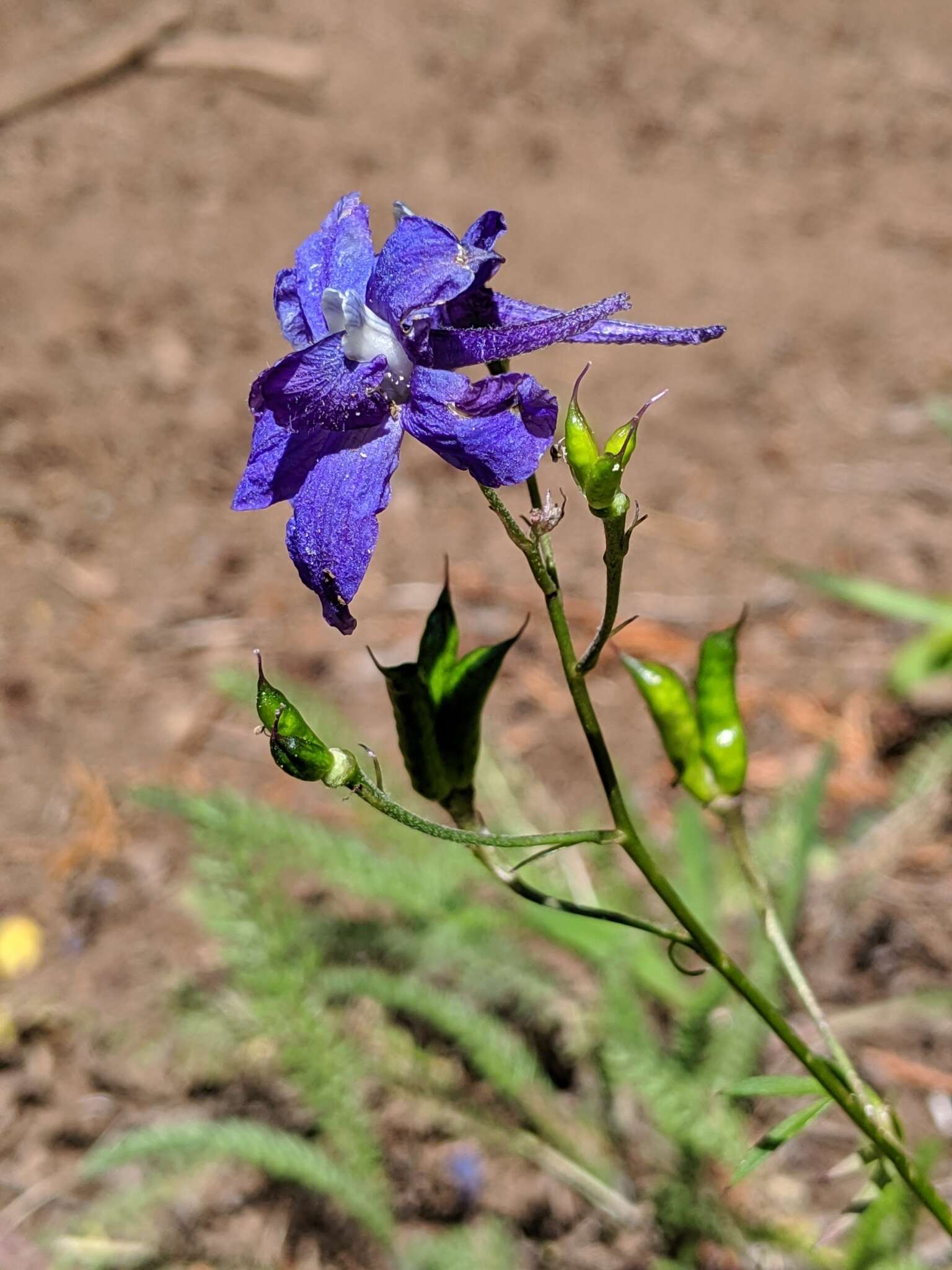 Plancia ëd Delphinium glareosum Greene