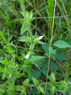 Image de Gratiola pilosa Michx.