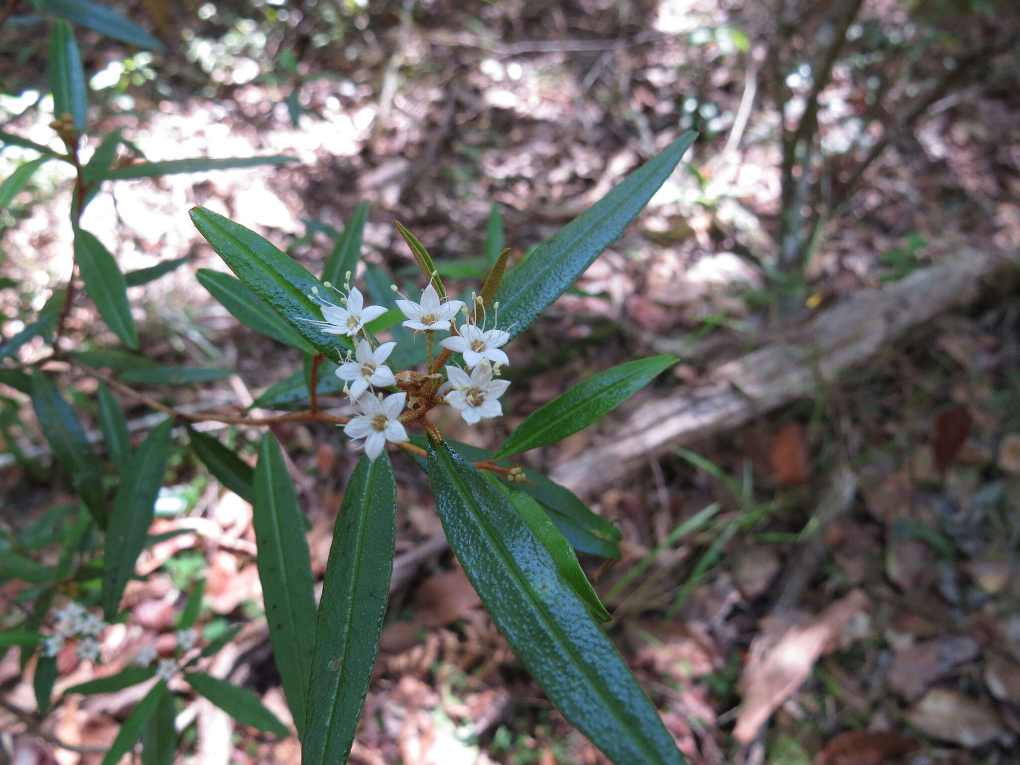 Image of Phebalium longifolium S. T. Blake