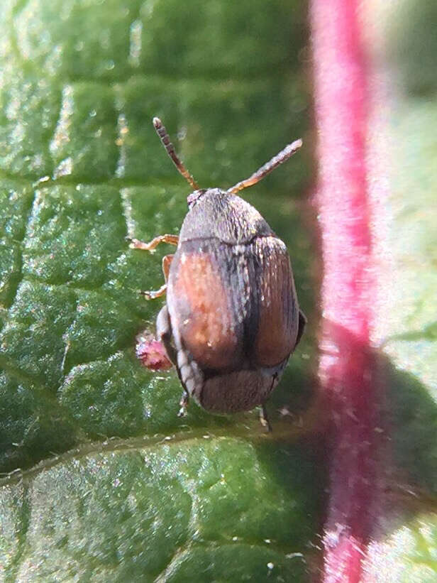 Image of Leaf beetle