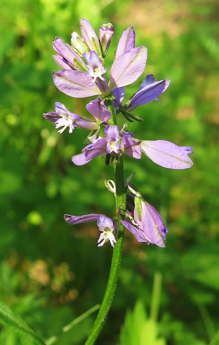 Image of Polygala hybrida Bruegg.