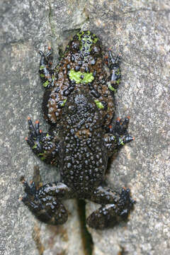 Image de Bombina orientalis (Boulenger 1890)