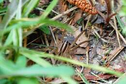 Image of Rabid Wolf Spider