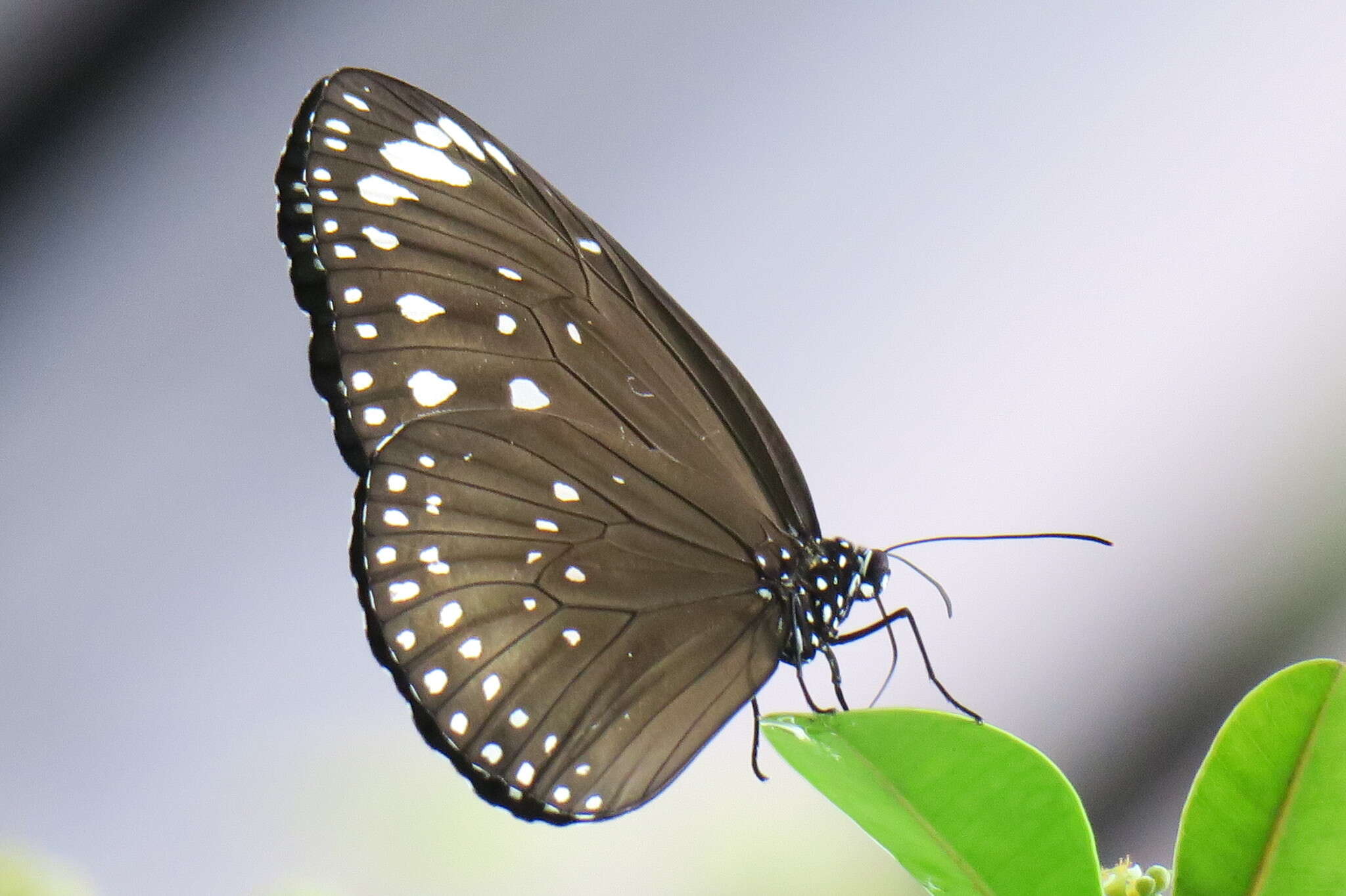 Euploea crameri Lucas 1853的图像