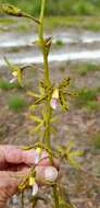 Image of Yellow hyacinth-orchid